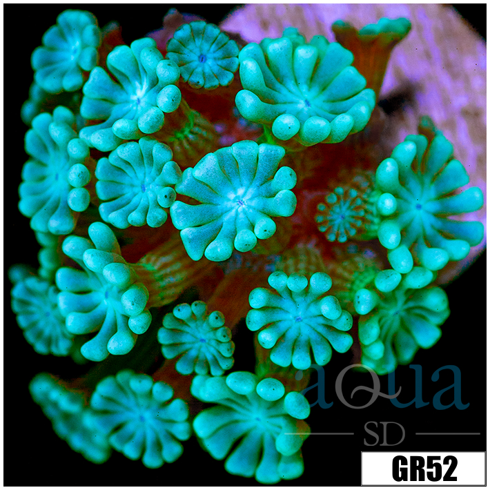 Ice Alveopora