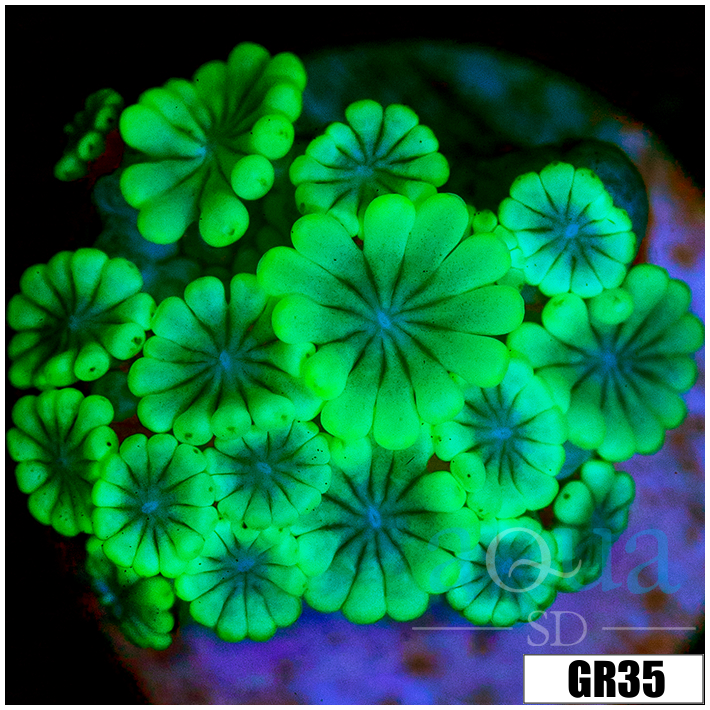 Green Petals Alveopora