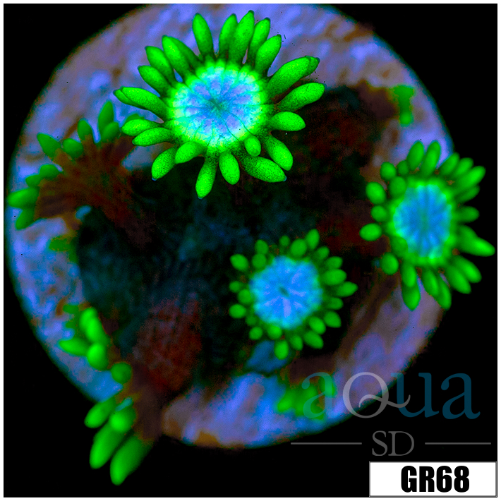 Neon Star Goniopora