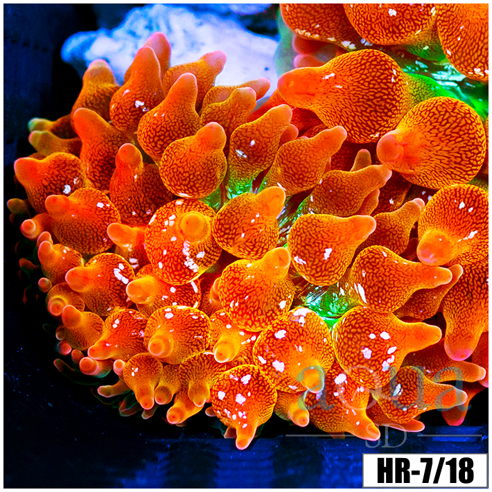 ASD Rainbow Bubble Tip Anemone