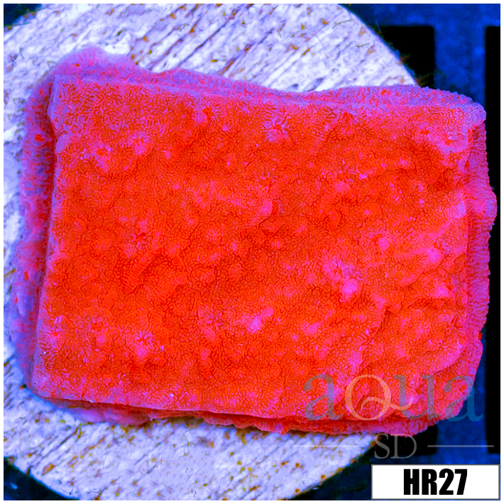 Orange Plating Monti