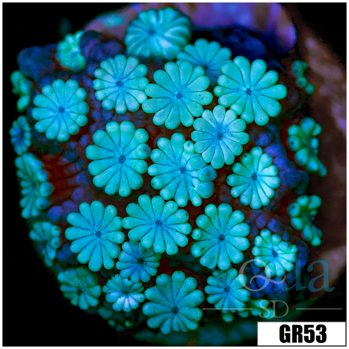 Ice Alveopora