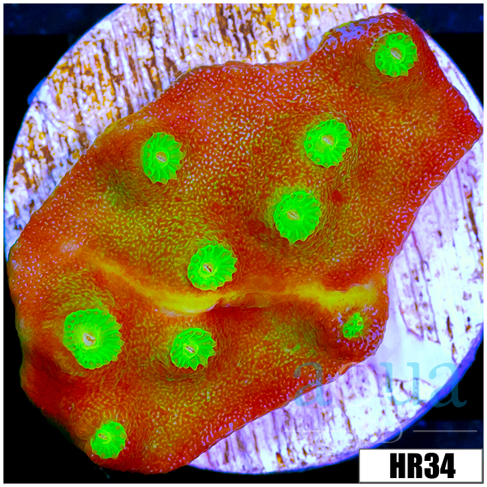 Nuclear Scroll Coral
