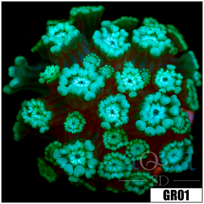 Green Petals Alveopora