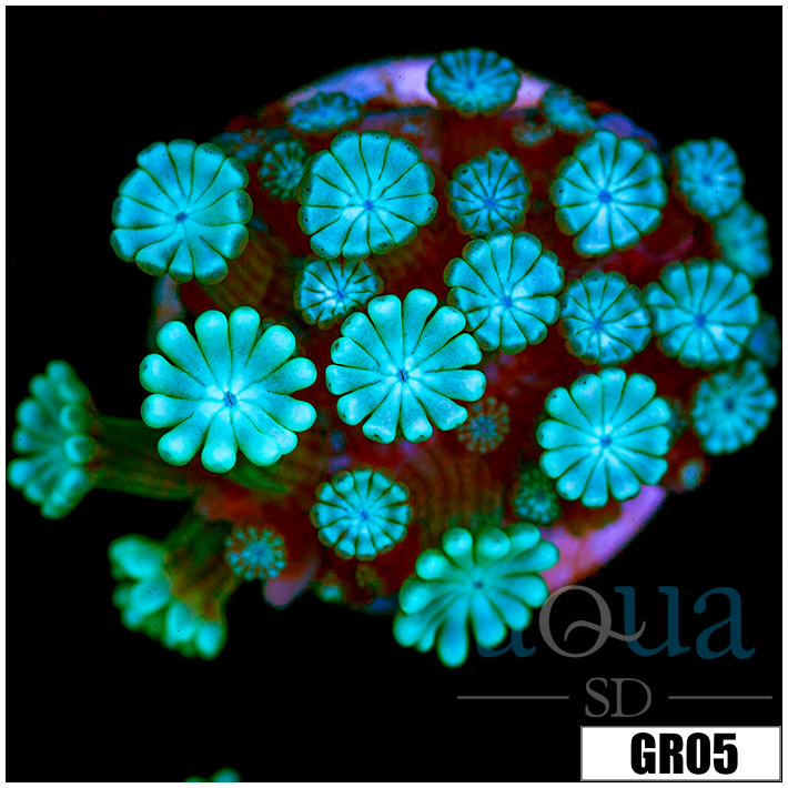 Ice Alveopora