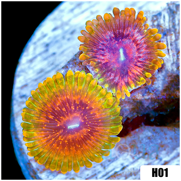 ASD Grand Master Krak Zoanthids