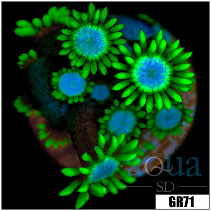 Neon Star Goniopora