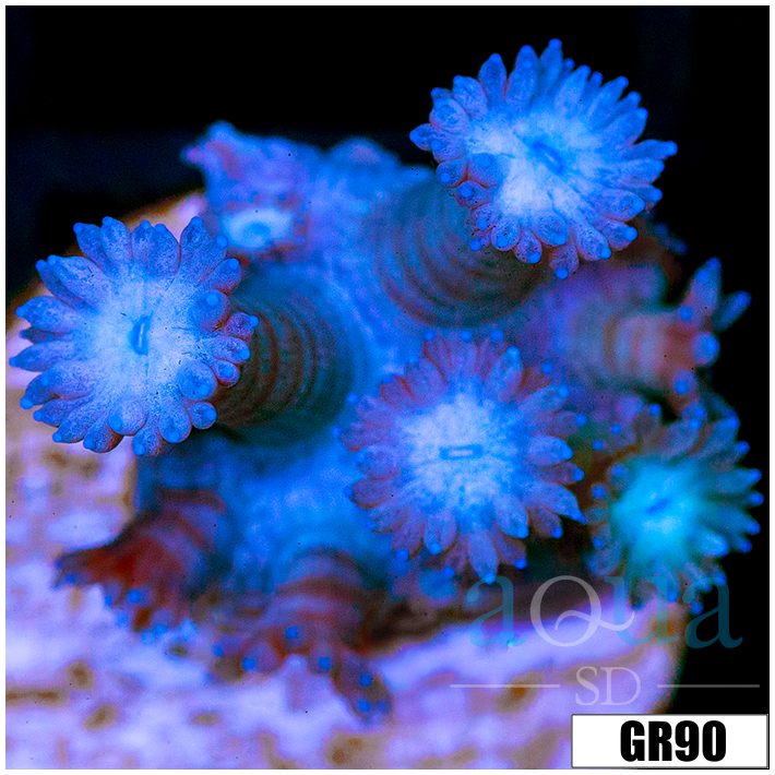 Shadow Goniopora