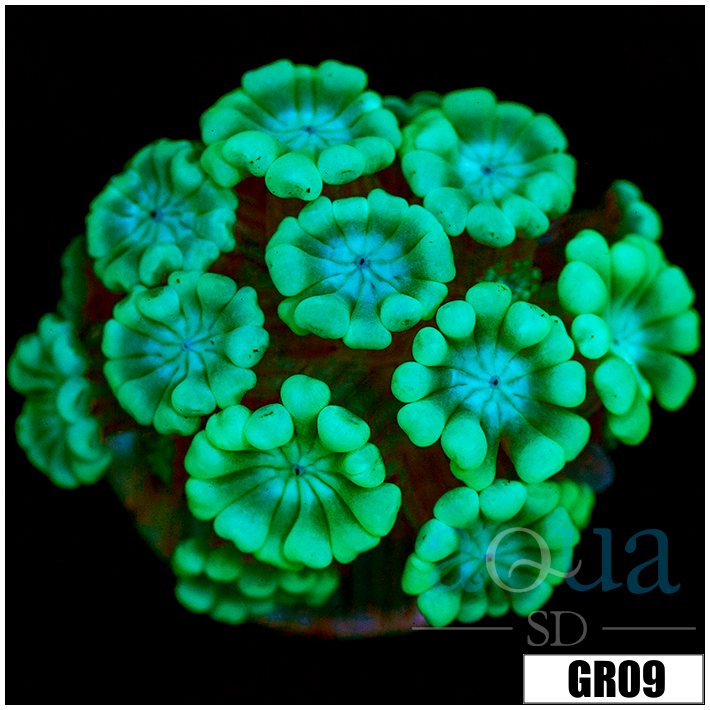 Green Petals Alveopora