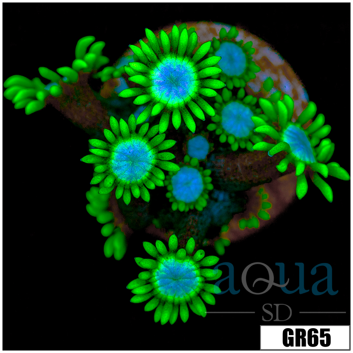 Neon Star Goniopora