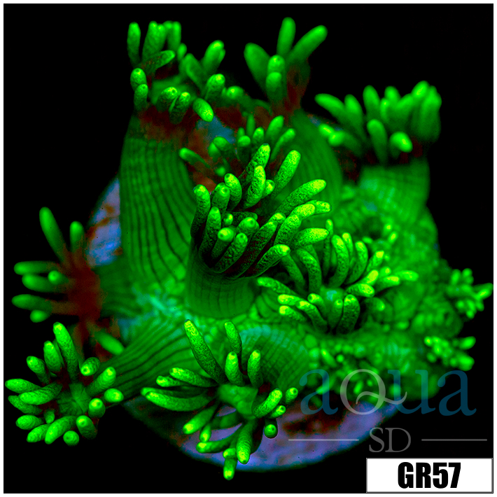 Neon Star Goniopora