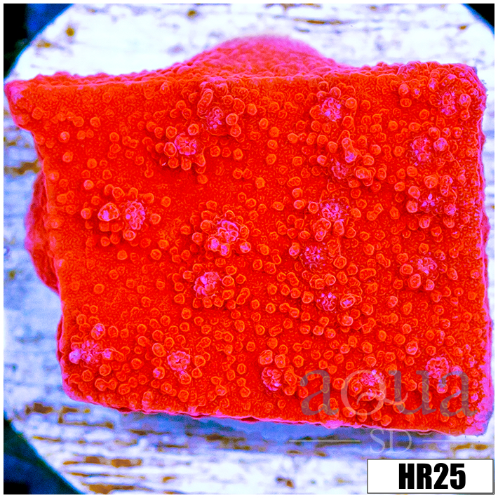 Orange Plating Monti