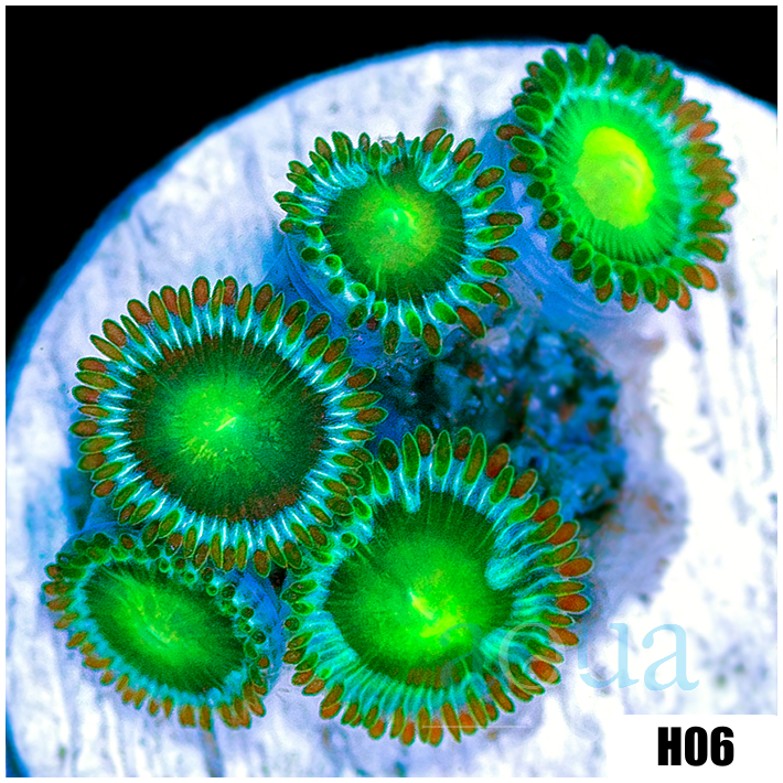 Dragon Eyes Zoanthids