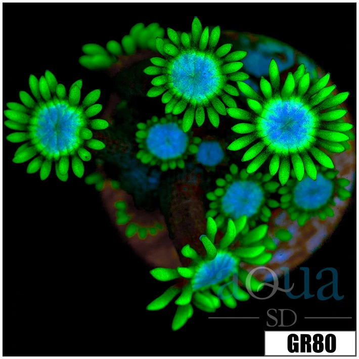 Neon Star Goniopora