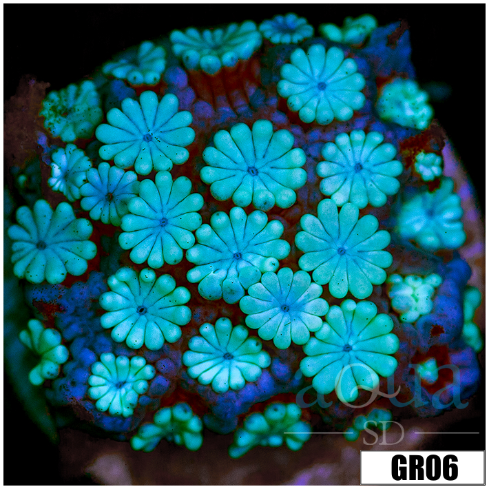 Ice Alveopora