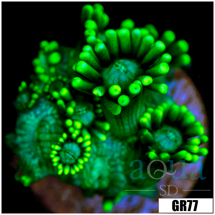 Neon Star Goniopora