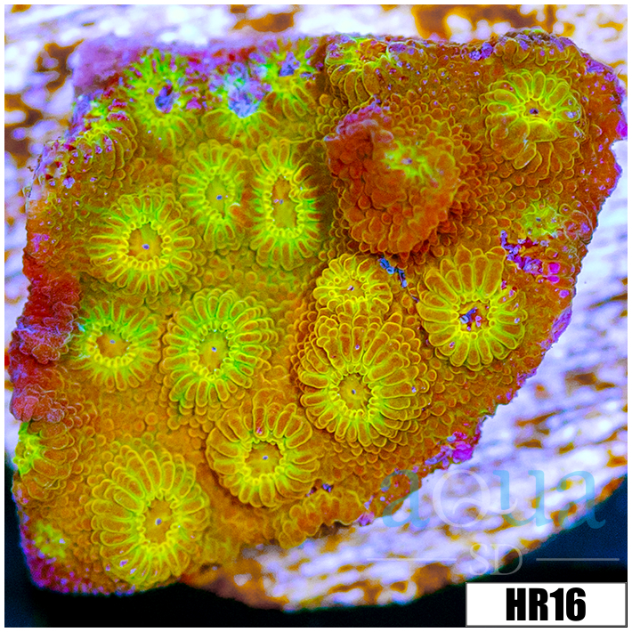 ASD Golden Cyphastrea