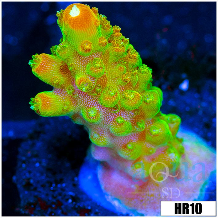 ASd Paletta Pink Tips Acropora