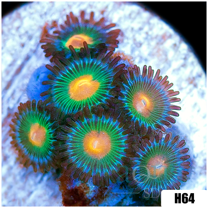 Gator Eyes Zoanthids