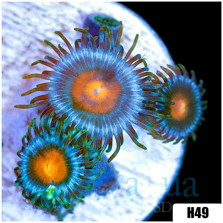 Gator Eyes Zoanthids