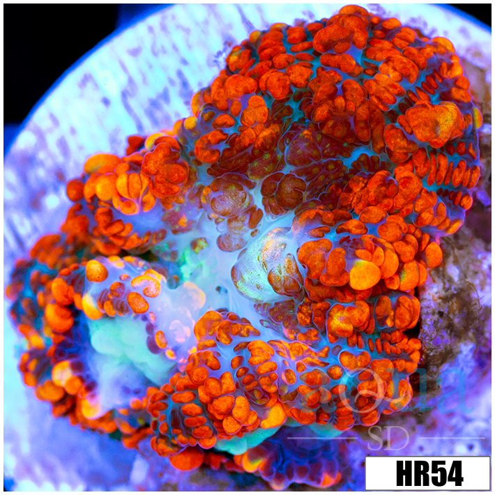 Flamethrower Rhodactis Mushroom
