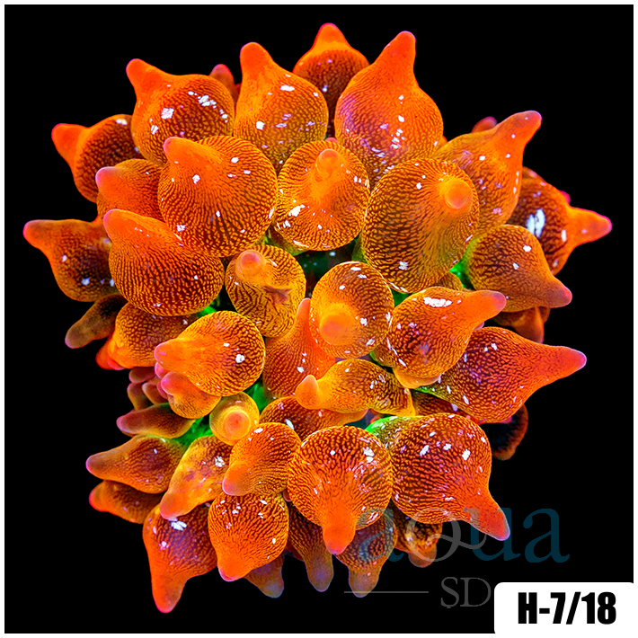ASD Homegrown Speckled Rose Bubble Tip Anemone