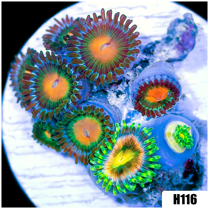 ASD Combo Zoanthids