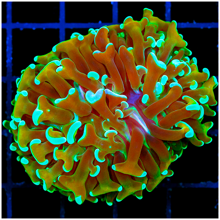 Teal Tips Wall Hammer