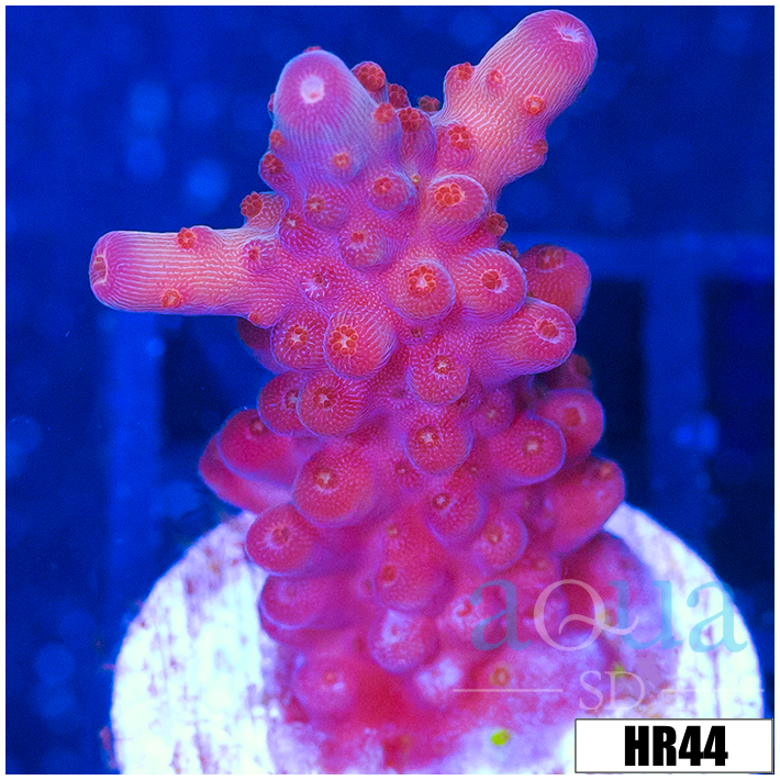 ASD Unicorn Bubblebath Acropora