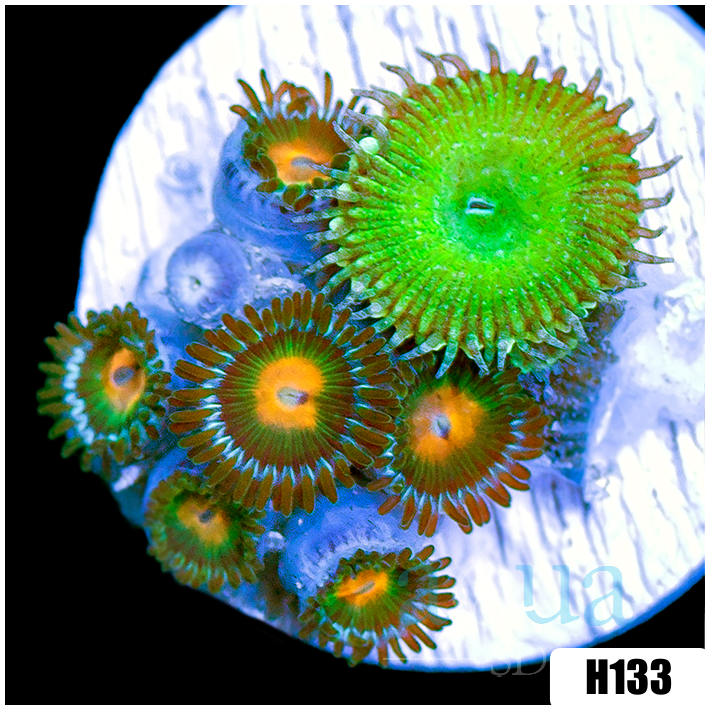 ASD Combo Zoanthids