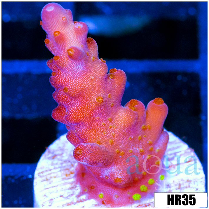ASD Unicorn Bubblebath Acropora