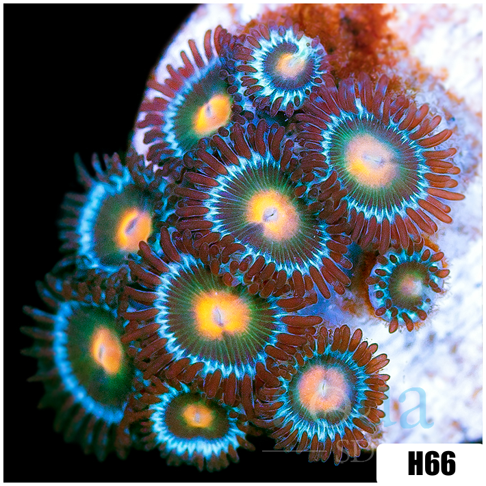 Gator Eyes Zoanthids