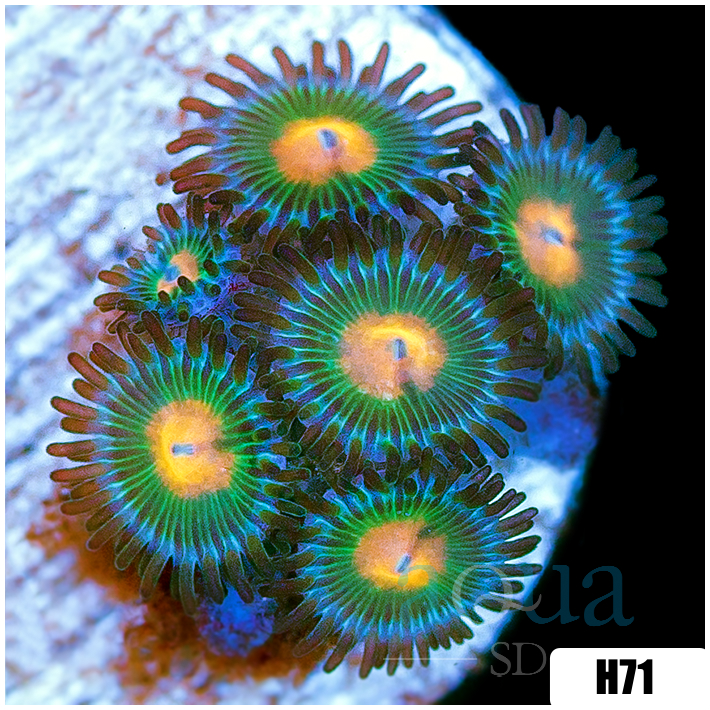 Gator Eyes Zoanthids