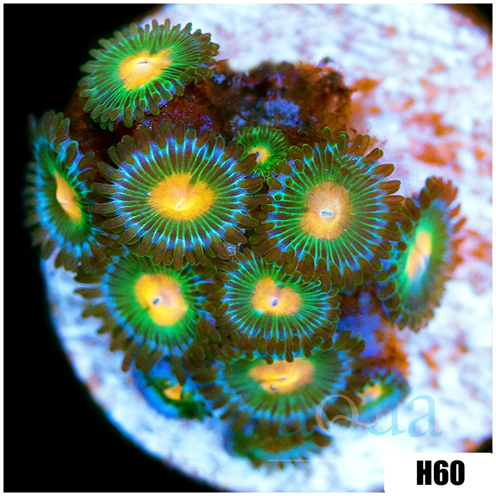 Gator Eyes Zoanthids