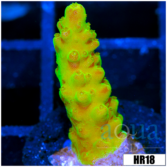 ASd Paletta Pink Tips Acropora