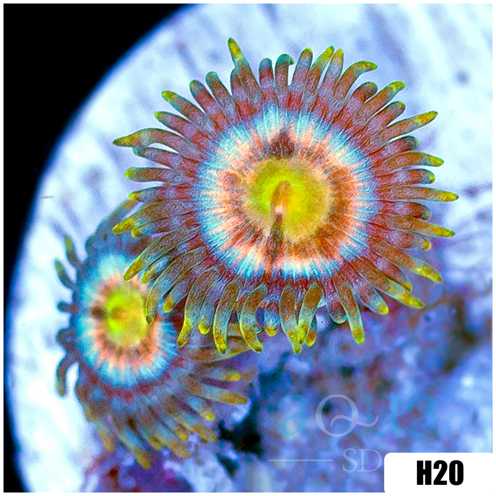 Laser Lemon Zoanthids