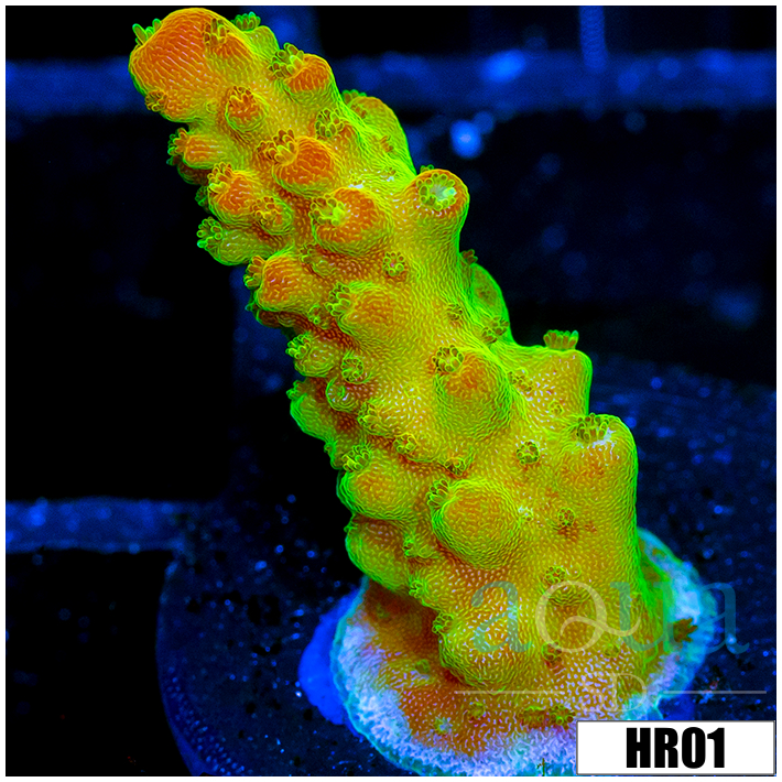 ASd Paletta Pink Tips Acropora