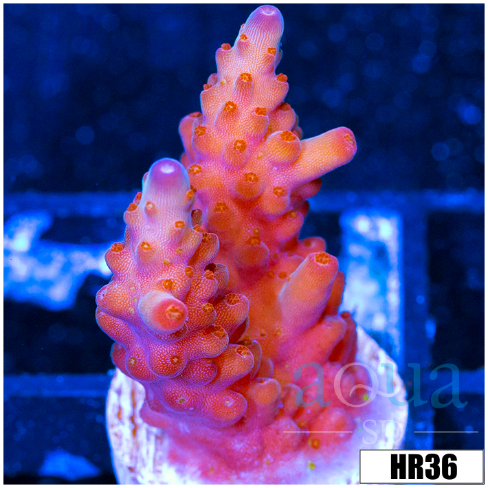 ASD Unicorn Bubblebath Acropora