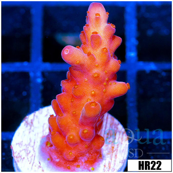 ASD Unicorn Bubblebath Acropora