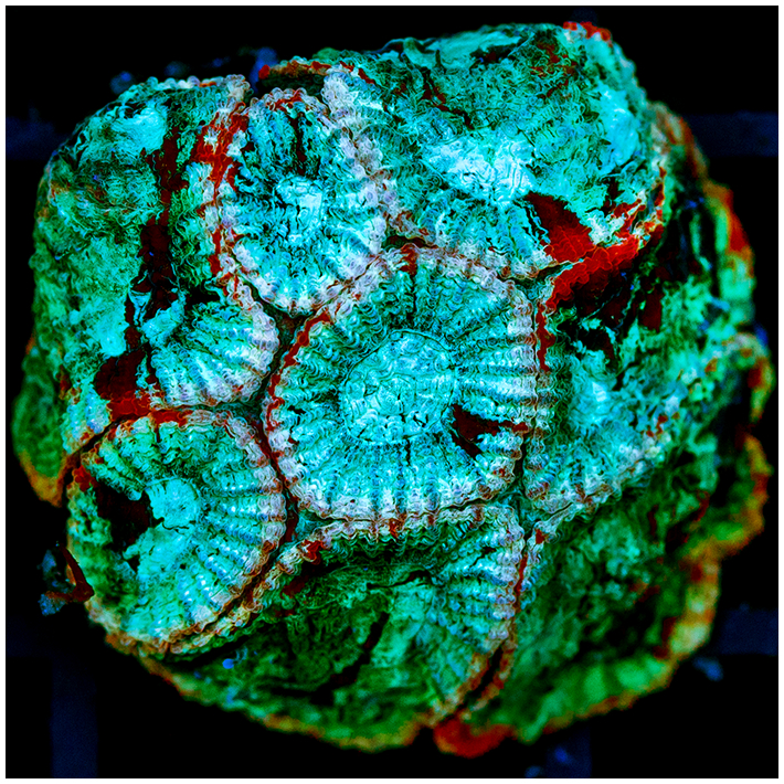 Homegrown Ultron Favia