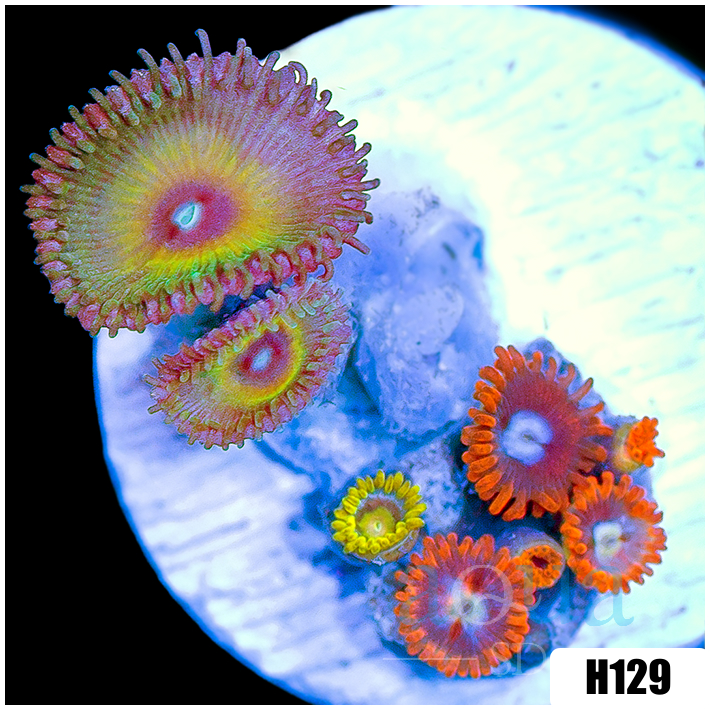 ASD Combo Zoanthids