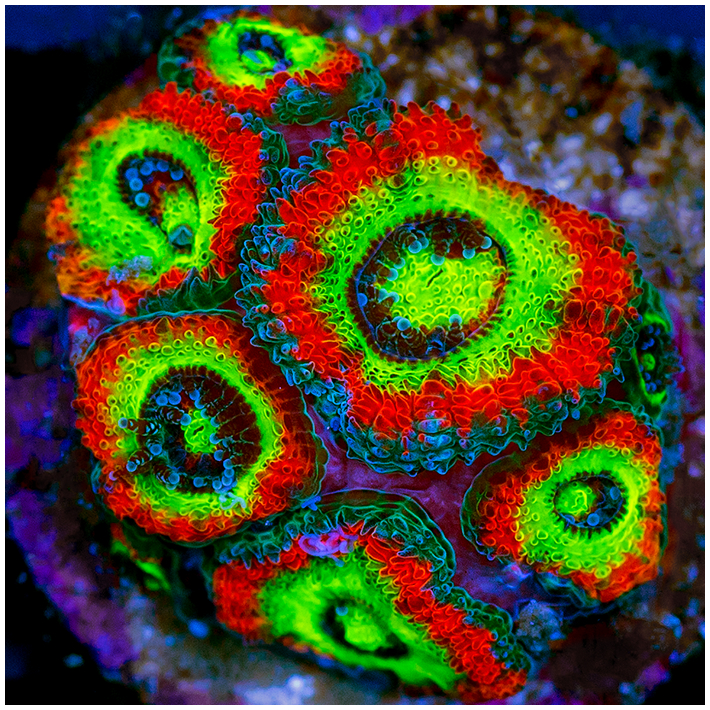 Holy Grail Acan Micromussa