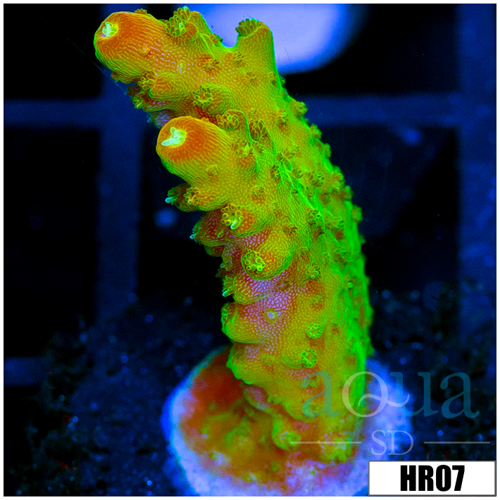 ASd Paletta Pink Tips Acropora