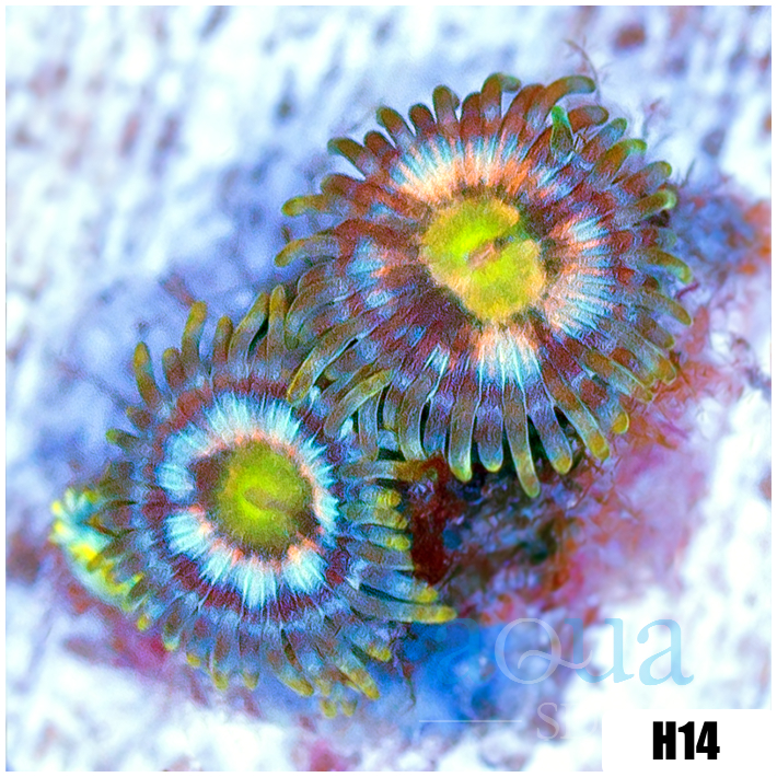 Laser Lemon Zoanthids