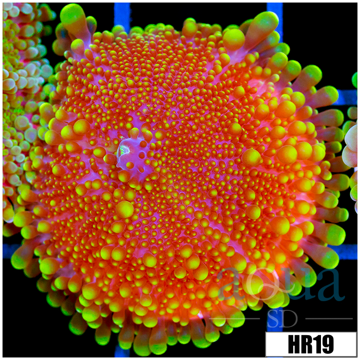 ASD Infectious Yuma
