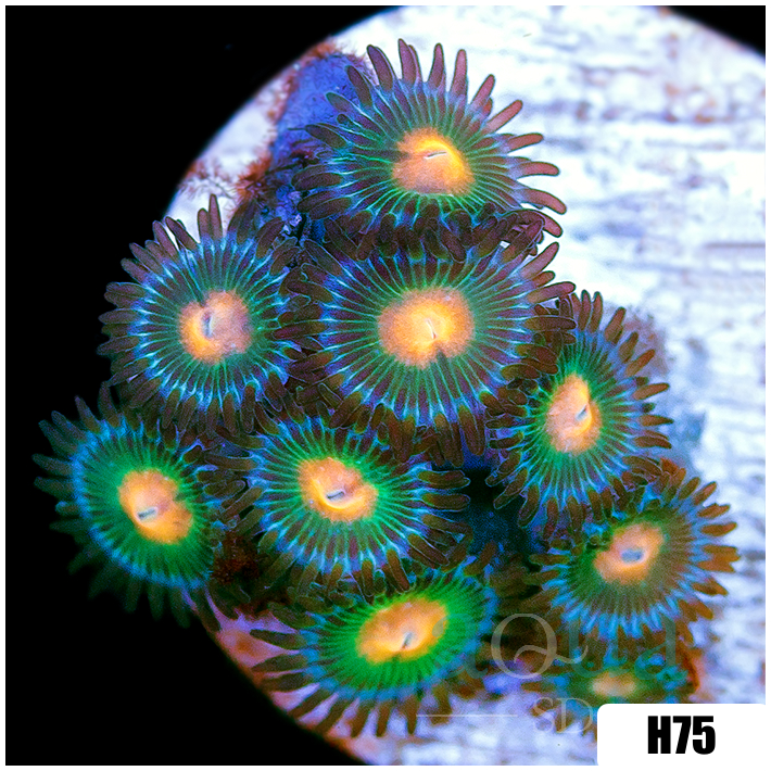 Gator Eyes Zoanthids