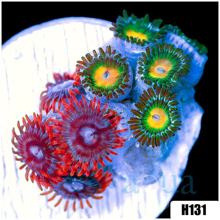 ASD Combo Zoanthids
