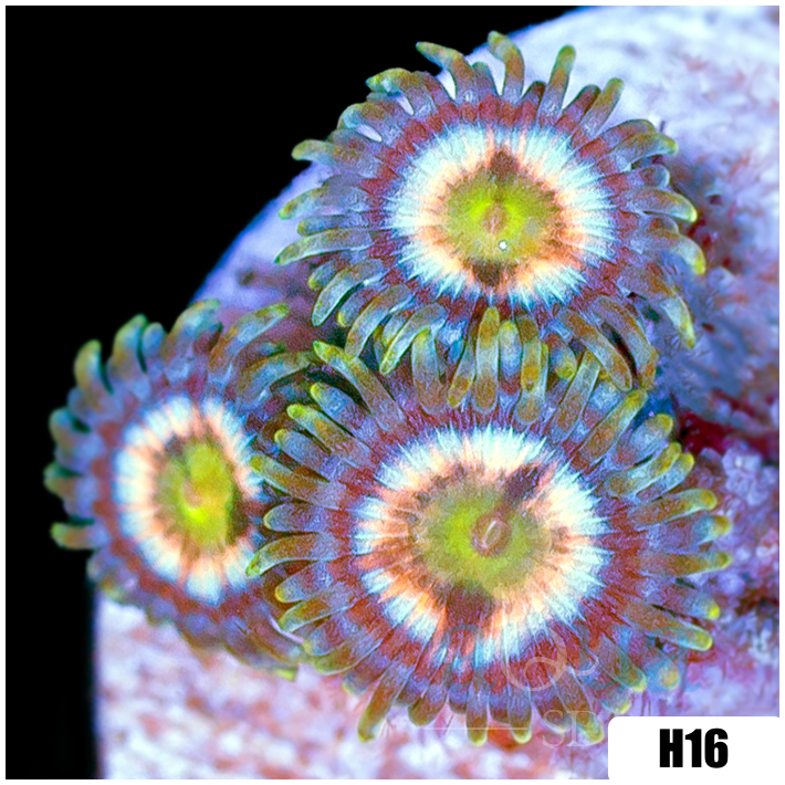 Laser Lemon Zoanthids