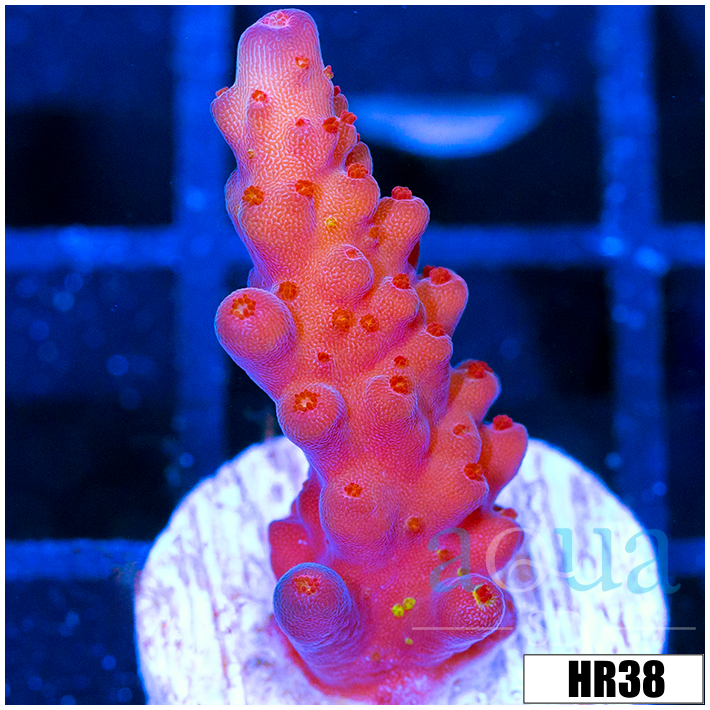 ASD Unicorn Bubblebath Acropora