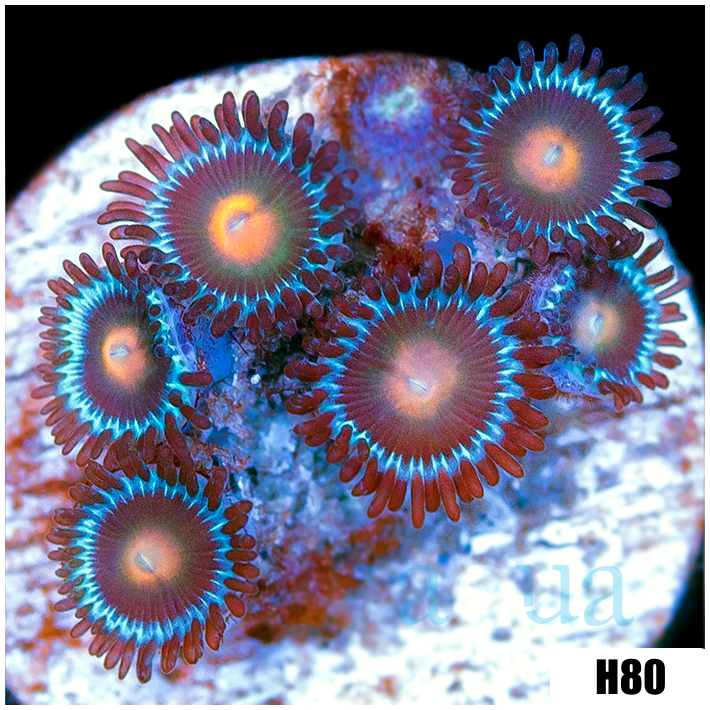 Gator Eyes Zoanthids